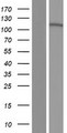 MROH8 Protein - Western validation with an anti-DDK antibody * L: Control HEK293 lysate R: Over-expression lysate
