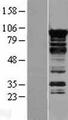 MRPL19 Protein - Western validation with an anti-DDK antibody * L: Control HEK293 lysate R: Over-expression lysate