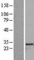 MRPL24 Protein - Western validation with an anti-DDK antibody * L: Control HEK293 lysate R: Over-expression lysate