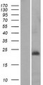 MRPL30 Protein - Western validation with an anti-DDK antibody * L: Control HEK293 lysate R: Over-expression lysate