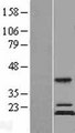 MRPS11 Protein - Western validation with an anti-DDK antibody * L: Control HEK293 lysate R: Over-expression lysate