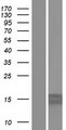 MRPS11 Protein - Western validation with an anti-DDK antibody * L: Control HEK293 lysate R: Over-expression lysate