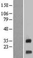 MRPS12 / RPSM12 Protein - Western validation with an anti-DDK antibody * L: Control HEK293 lysate R: Over-expression lysate