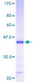 MRPS12 / RPSM12 Protein - 12.5% SDS-PAGE of human MRPS12 stained with Coomassie Blue