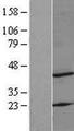 MRPS22 Protein - Western validation with an anti-DDK antibody * L: Control HEK293 lysate R: Over-expression lysate