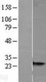MRPS26 Protein - Western validation with an anti-DDK antibody * L: Control HEK293 lysate R: Over-expression lysate