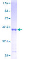 MRPS27 Protein - 12.5% SDS-PAGE of human MRPS27 stained with Coomassie Blue