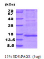 MRPS28 Protein