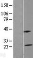 MS4A5 Protein - Western validation with an anti-DDK antibody * L: Control HEK293 lysate R: Over-expression lysate