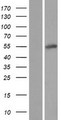 MSANTD2 / C11orf61 Protein - Western validation with an anti-DDK antibody * L: Control HEK293 lysate R: Over-expression lysate