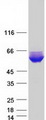 MSANTD2 / C11orf61 Protein - Purified recombinant protein MSANTD2 was analyzed by SDS-PAGE gel and Coomassie Blue Staining