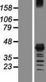 MSI1 / Musashi 1 Protein - Western validation with an anti-DDK antibody * L: Control HEK293 lysate R: Over-expression lysate