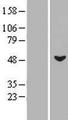 MSL3L1 / MSL3 Protein - Western validation with an anti-DDK antibody * L: Control HEK293 lysate R: Over-expression lysate