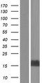MTCP1 Protein - Western validation with an anti-DDK antibody * L: Control HEK293 lysate R: Over-expression lysate