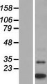 MTCP1 Protein - Western validation with an anti-DDK antibody * L: Control HEK293 lysate R: Over-expression lysate