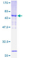 MTERF1 Protein - 12.5% SDS-PAGE of human MTERF stained with Coomassie Blue