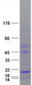 MTFP1 Protein - Purified recombinant protein MTFP1 was analyzed by SDS-PAGE gel and Coomassie Blue Staining