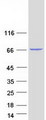 MTMR1 Protein - Purified recombinant protein MTMR1 was analyzed by SDS-PAGE gel and Coomassie Blue Staining