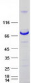 MTMR14 Protein - Purified recombinant protein MTMR14 was analyzed by SDS-PAGE gel and Coomassie Blue Staining