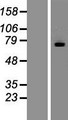 MTMR7 Protein - Western validation with an anti-DDK antibody * L: Control HEK293 lysate R: Over-expression lysate
