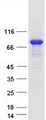 MTMR7 Protein - Purified recombinant protein MTMR7 was analyzed by SDS-PAGE gel and Coomassie Blue Staining