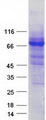 MTMR8 Protein - Purified recombinant protein MTMR8 was analyzed by SDS-PAGE gel and Coomassie Blue Staining
