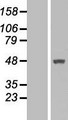 MTRF1 Protein - Western validation with an anti-DDK antibody * L: Control HEK293 lysate R: Over-expression lysate