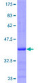 MTRF1 Protein - 12.5% SDS-PAGE Stained with Coomassie Blue.