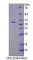 MUC17 Protein - Recombinant Mucin 17 By SDS-PAGE