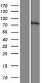 MUM1L1 Protein - Western validation with an anti-DDK antibody * L: Control HEK293 lysate R: Over-expression lysate