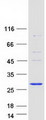 MUTED Protein - Purified recombinant protein BLOC1S5 was analyzed by SDS-PAGE gel and Coomassie Blue Staining
