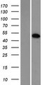 MXI1 / MAD2 Protein - Western validation with an anti-DDK antibody * L: Control HEK293 lysate R: Over-expression lysate