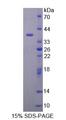 MYB / c-Myb Protein - Recombinant V-Myb Myeloblastosis Viral Oncogene Homolog By SDS-PAGE