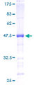 MYEF2 Protein - 12.5% SDS-PAGE of human MYEF2 stained with Coomassie Blue