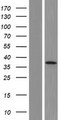 MYO19 / Myosin XIX Protein - Western validation with an anti-DDK antibody * L: Control HEK293 lysate R: Over-expression lysate