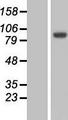 MYO19 / Myosin XIX Protein - Western validation with an anti-DDK antibody * L: Control HEK293 lysate R: Over-expression lysate