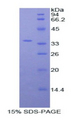 MYO1F Protein - Recombinant Myosin IF By SDS-PAGE
