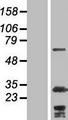 MYPT2 / PPP1R12B Protein - Western validation with an anti-DDK antibody * L: Control HEK293 lysate R: Over-expression lysate