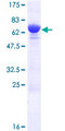 MYPT2 / PPP1R12B Protein - 12.5% SDS-PAGE of human PPP1R12B stained with Coomassie Blue