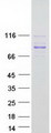 MYSM1 Protein - Purified recombinant protein MYSM1 was analyzed by SDS-PAGE gel and Coomassie Blue Staining