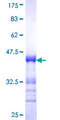 MYT1L Protein - 12.5% SDS-PAGE Stained with Coomassie Blue.