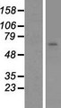 N4BP2L2 Protein - Western validation with an anti-DDK antibody * L: Control HEK293 lysate R: Over-expression lysate