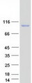 NAALADL / NAALADL1 Protein - Purified recombinant protein NAALADL1 was analyzed by SDS-PAGE gel and Coomassie Blue Staining