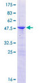 NABP1 / OBFC2A Protein - 12.5% SDS-PAGE of human OBFC2A stained with Coomassie Blue