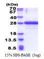 NABP1 / OBFC2A Protein