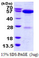 NAE1 / APPBP1 Protein