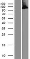 NALP3 / NLRP3 Protein - Western validation with an anti-DDK antibody * L: Control HEK293 lysate R: Over-expression lysate