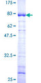 NAP1L1 Protein - 12.5% SDS-PAGE of human NAP1L1 stained with Coomassie Blue