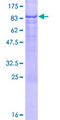 NAP1L2 / BPX Protein - 12.5% SDS-PAGE of human NAP1L2 stained with Coomassie Blue