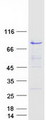 NAP1L2 / BPX Protein - Purified recombinant protein NAP1L2 was analyzed by SDS-PAGE gel and Coomassie Blue Staining